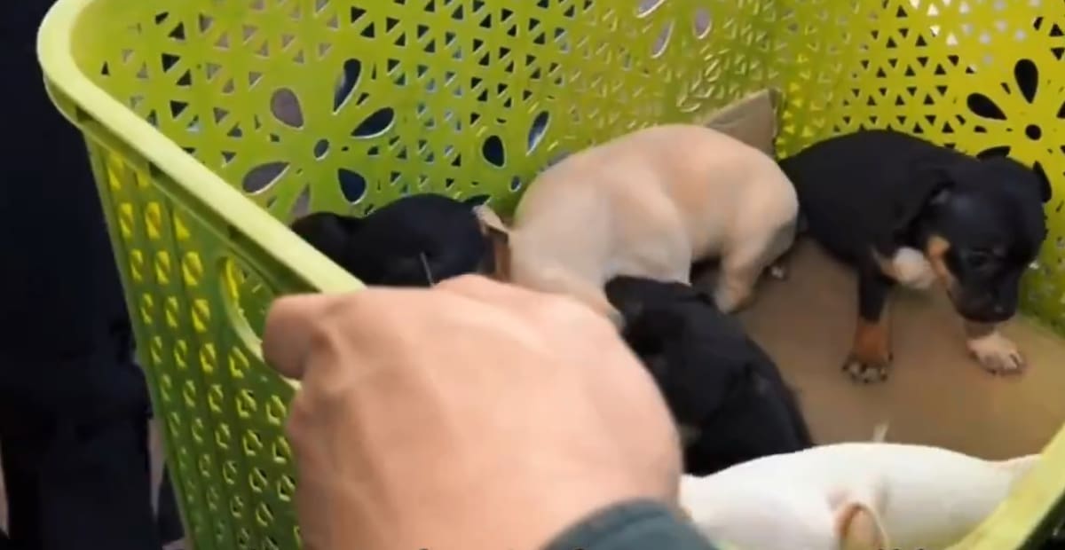 Estos operativos se lideran desde la Secretaría del Interiror de Bucaramanga.