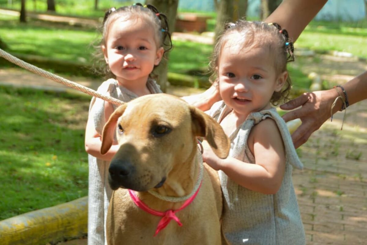 Adopte una mascota en uno de los refugios de mascotas que operan en Bucaramanga y su área.