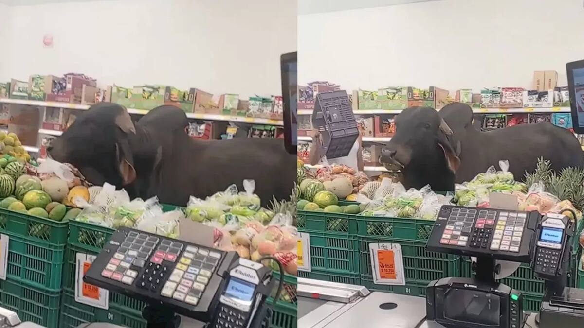 Clientes quedaron sorprendidos al ver a un enorme toro caminar por un almacén D1, comer una papaya y retirarse sin generar daños ni ataques.