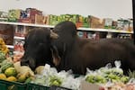 Toro entra a D1, come papaya y sale como si nada: el momento que se volvió viral