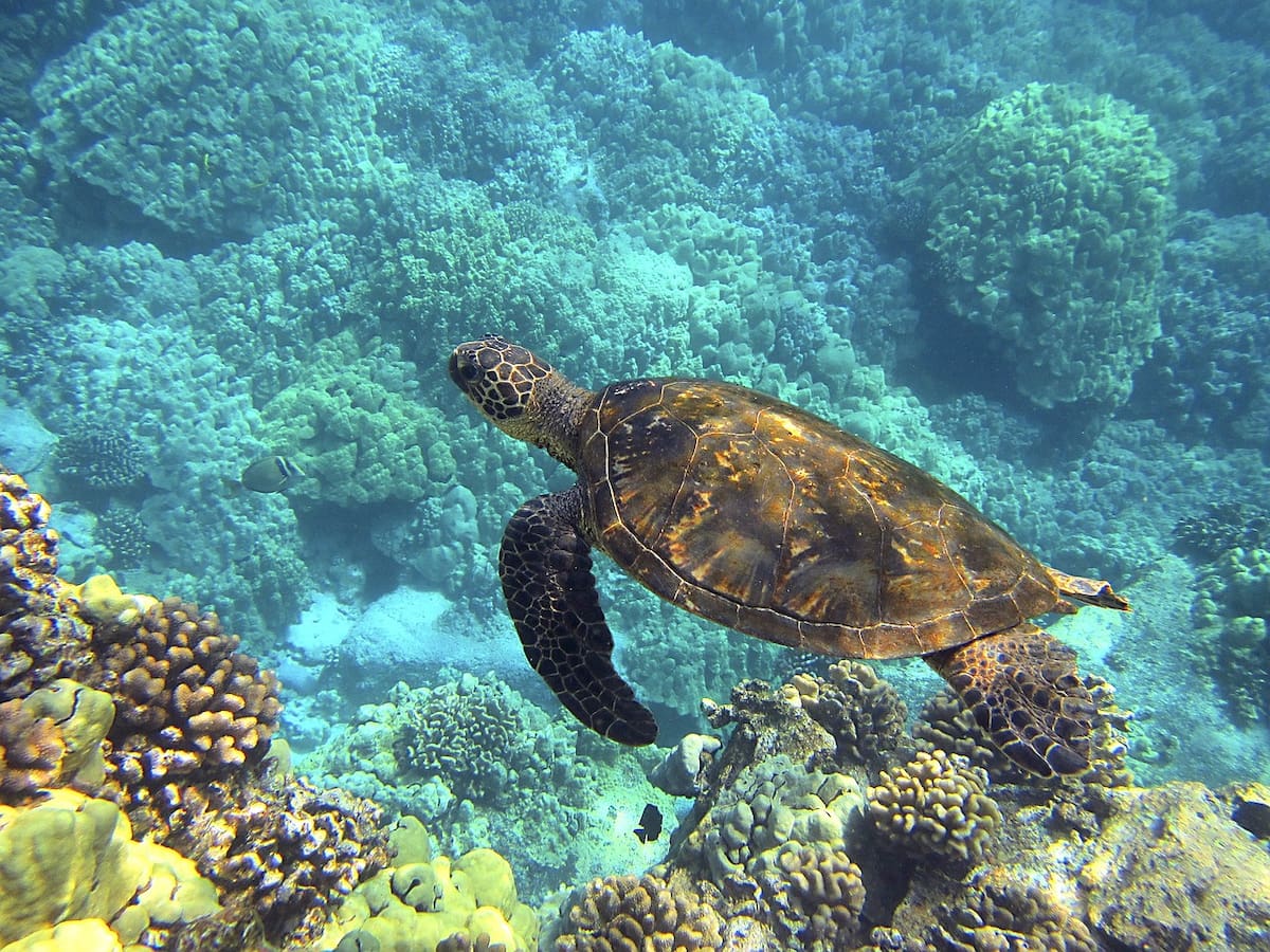 Una tortuga marina nadando en el mar. Pixabay / VANGUARDIA
