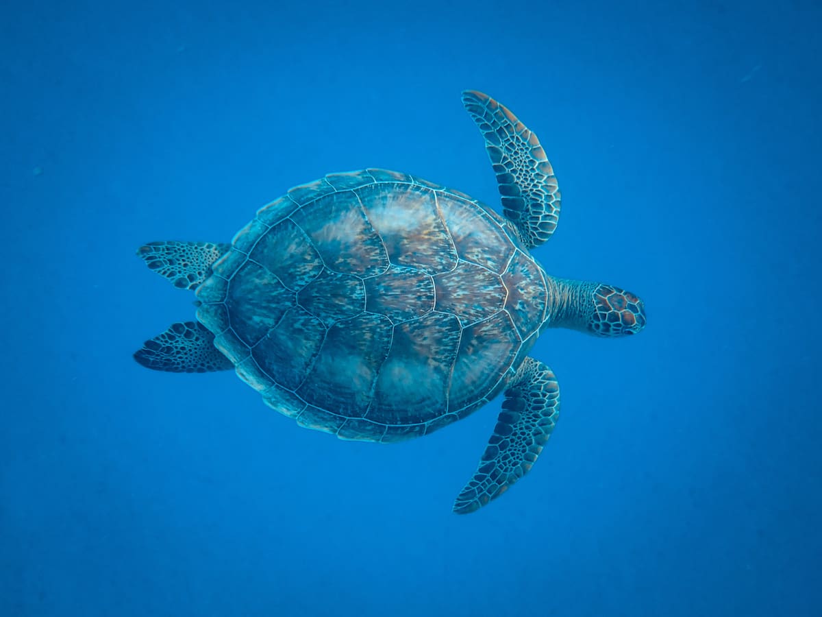 El aumento global de la temperatura está haciendo que las poblaciones de la tortuga verde en distintas partes del mundo se vean afectadas. Freepik / VANGUARDIA