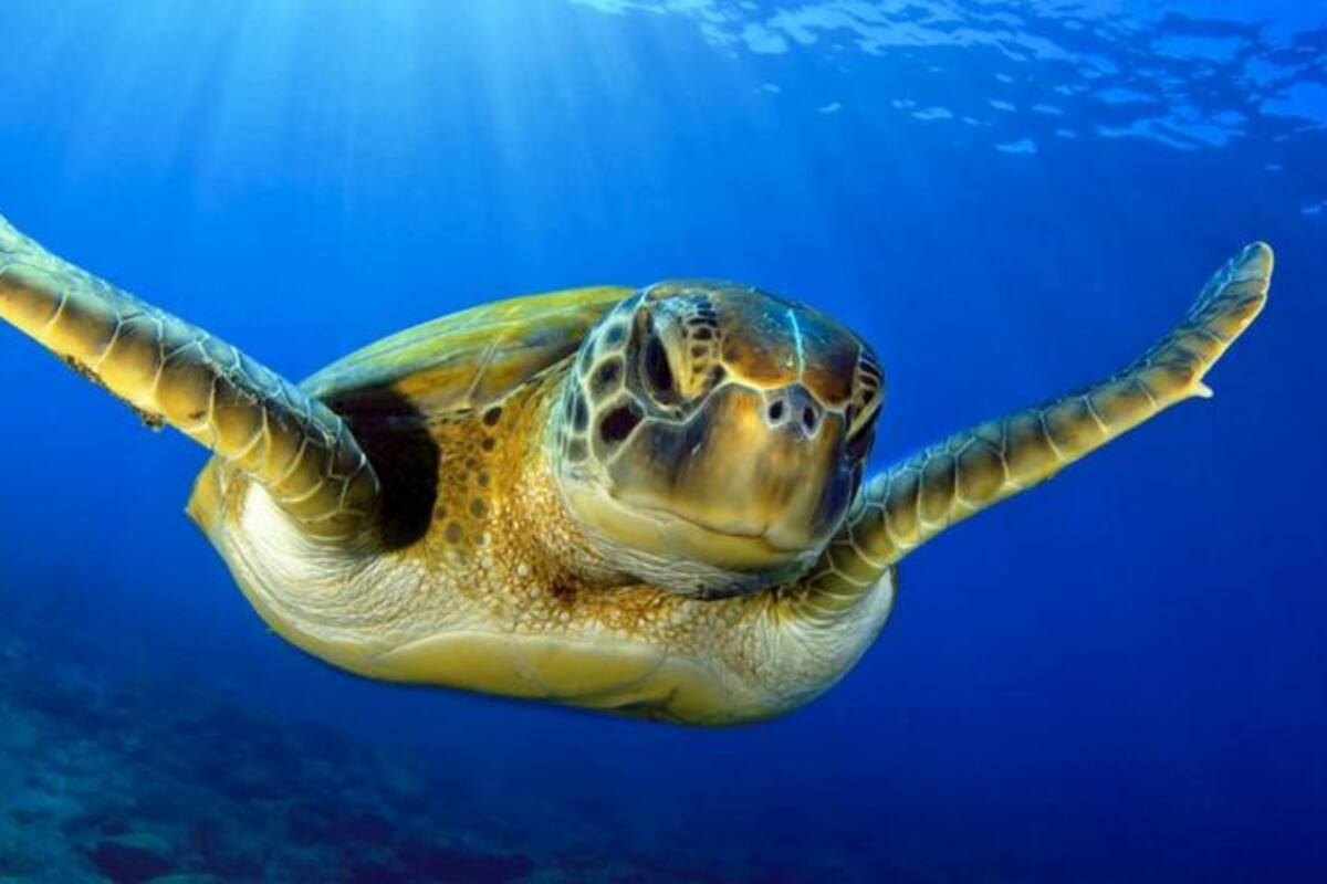 Las tortugas verdes juegan un rol importante en sus ecosistemas: ayudan a que las plantas del lecho marino se mantengan saludables. Getty Images / VANGUARDIA