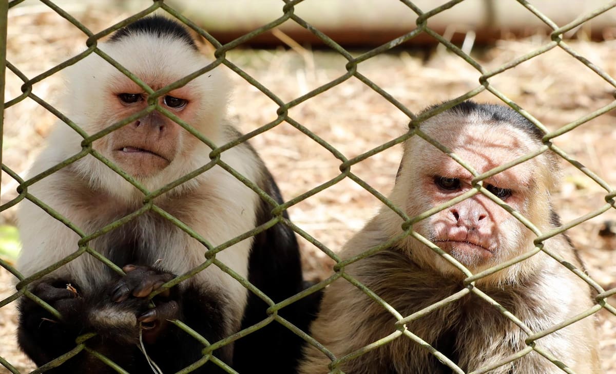 En imágenes: Colombia, víctima de las millonarias “garras” del tráfico ilegal de animales (Fotos: EFE)