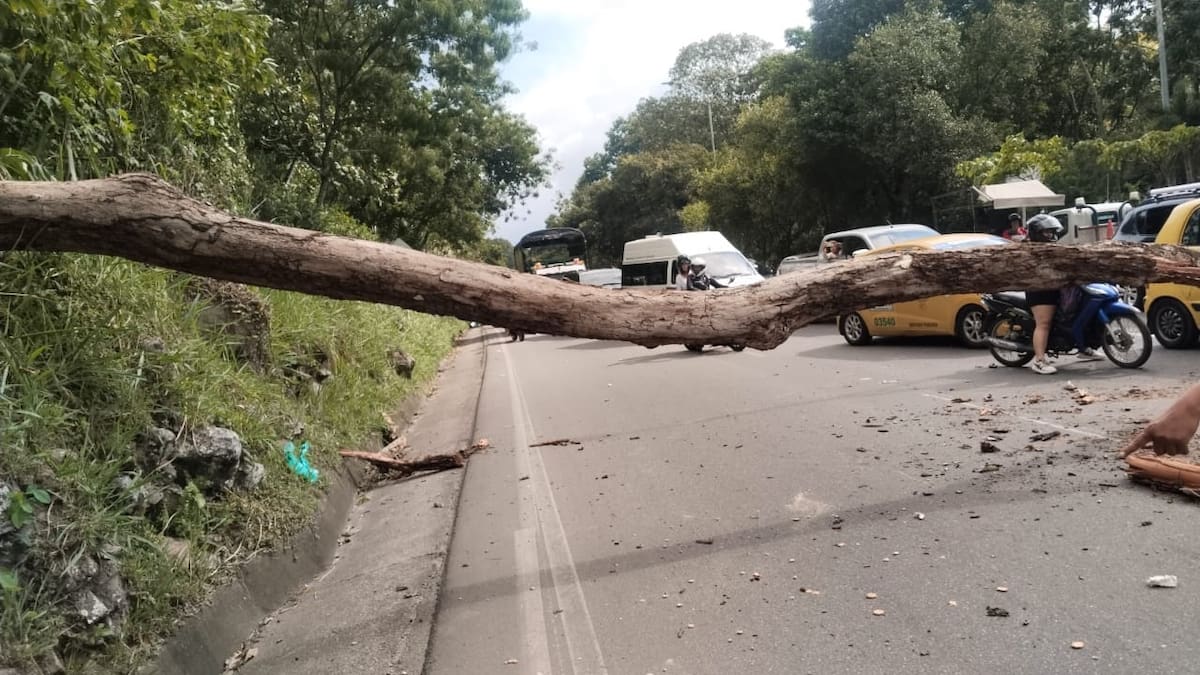 La caída repentina de un árbol sobre la autopista que conecta a Piedecuesta con Floridablanca provocó la muerte de dos motociclistas y volvió a evidenciar la crítica situación del arbolado urbano en Bucaramanga, donde miles de ejemplares presentan riesgos de desplome sin que avancen las intervenciones necesarias.