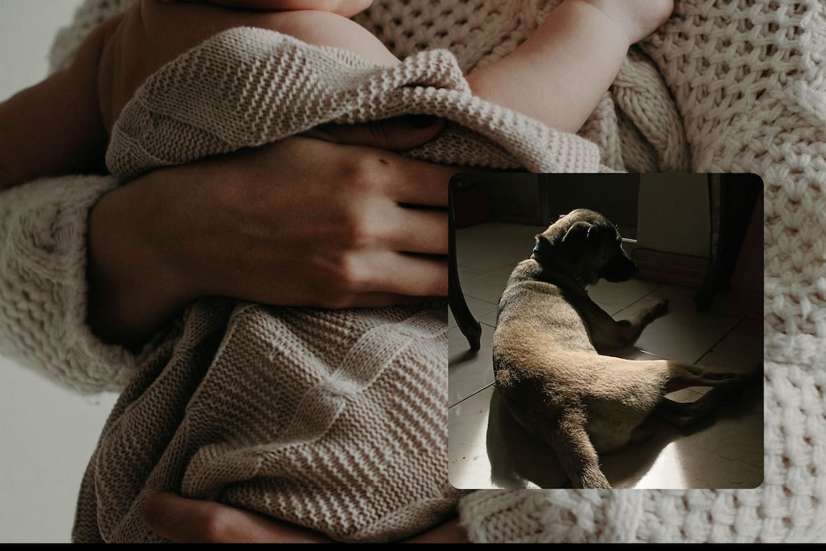 Tragedia por ataque de un perro mestizo que acaba con la vida de una recién nacida. | Foto: Vanguardia / Canva