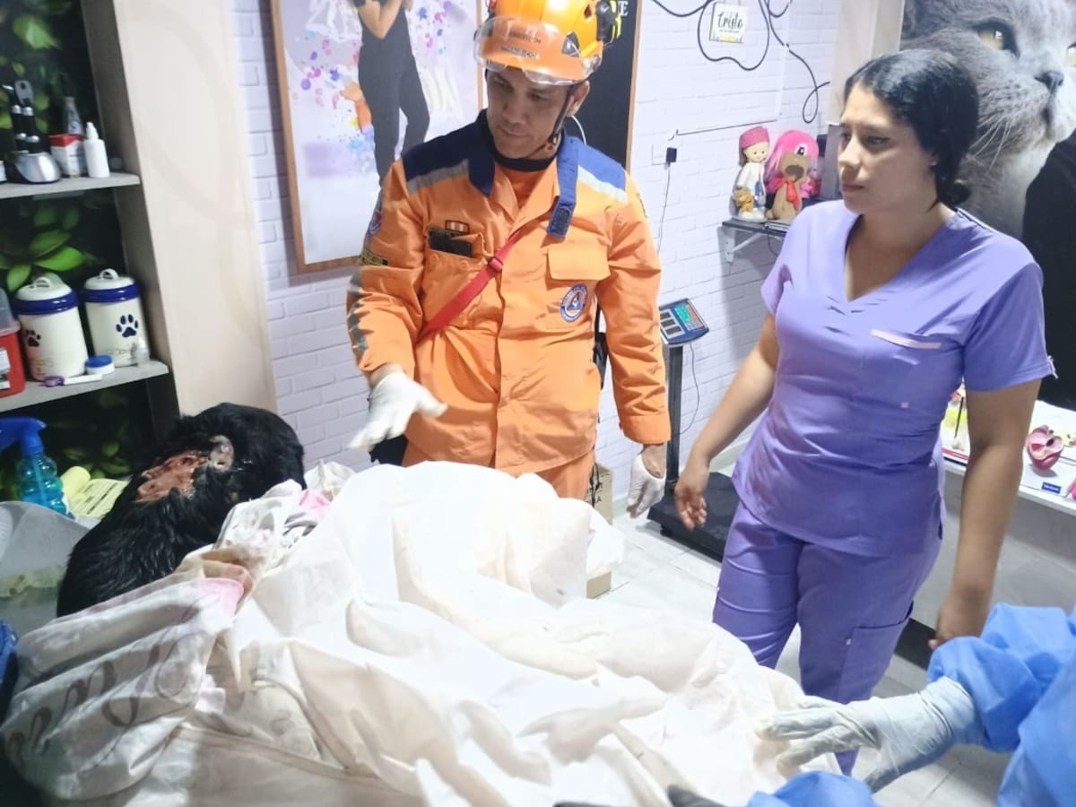 Tras ser liberado, el perro fue llevado a un centro veterinario de Piedecuesta.