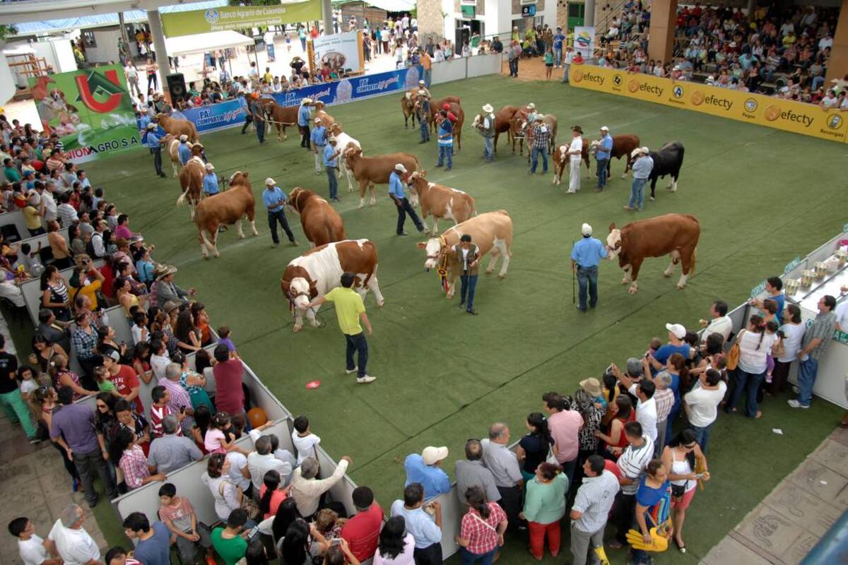 Los animales serán clasificados por crecimiento, clasificación y conformación, lo que permitirá obtener un ranking de los más sobresalientes. (Foto: Archivo/VANGUARDIA LIBERAL)