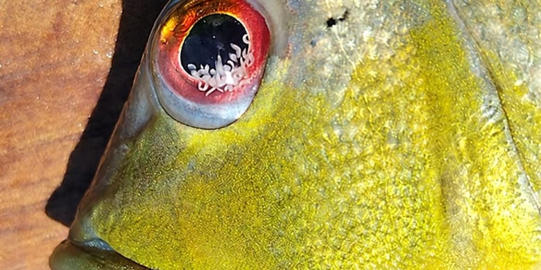 Tucunaré en Topocoro: ¿qué se sabe sobre los parásitos en peces?
