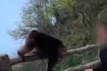 Turista empuja a macaco tibetano hacia un precipicio: el video causa indignación en redes