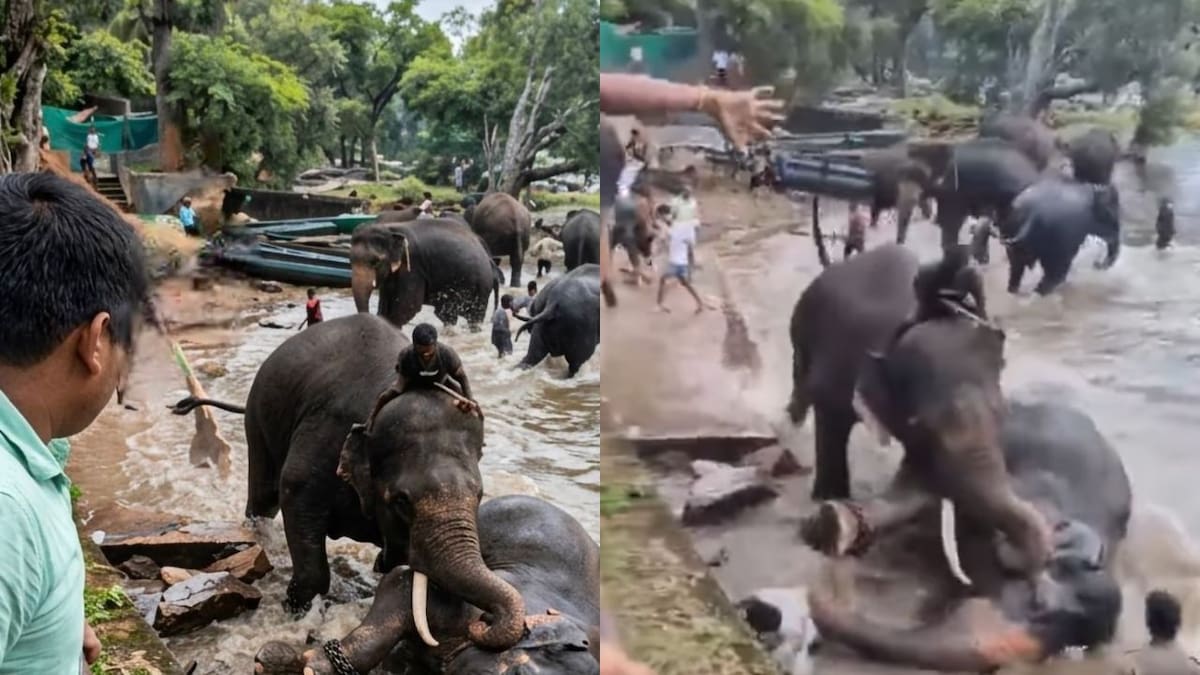 Turista muere aplastada por un elefante en la India luego de que uno de los animales le cayera encima durante una pelea entre dos ejemplares.