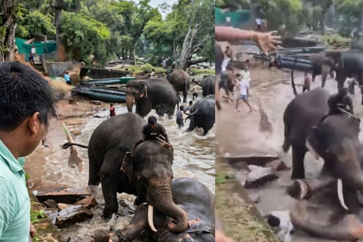 Turista muere aplastada por un elefante en la India luego de que uno de los animales le cayera encima durante una pelea entre dos ejemplares.