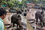 Turista murió aplastada por un elefante en la India: el trágico momento quedó grabado