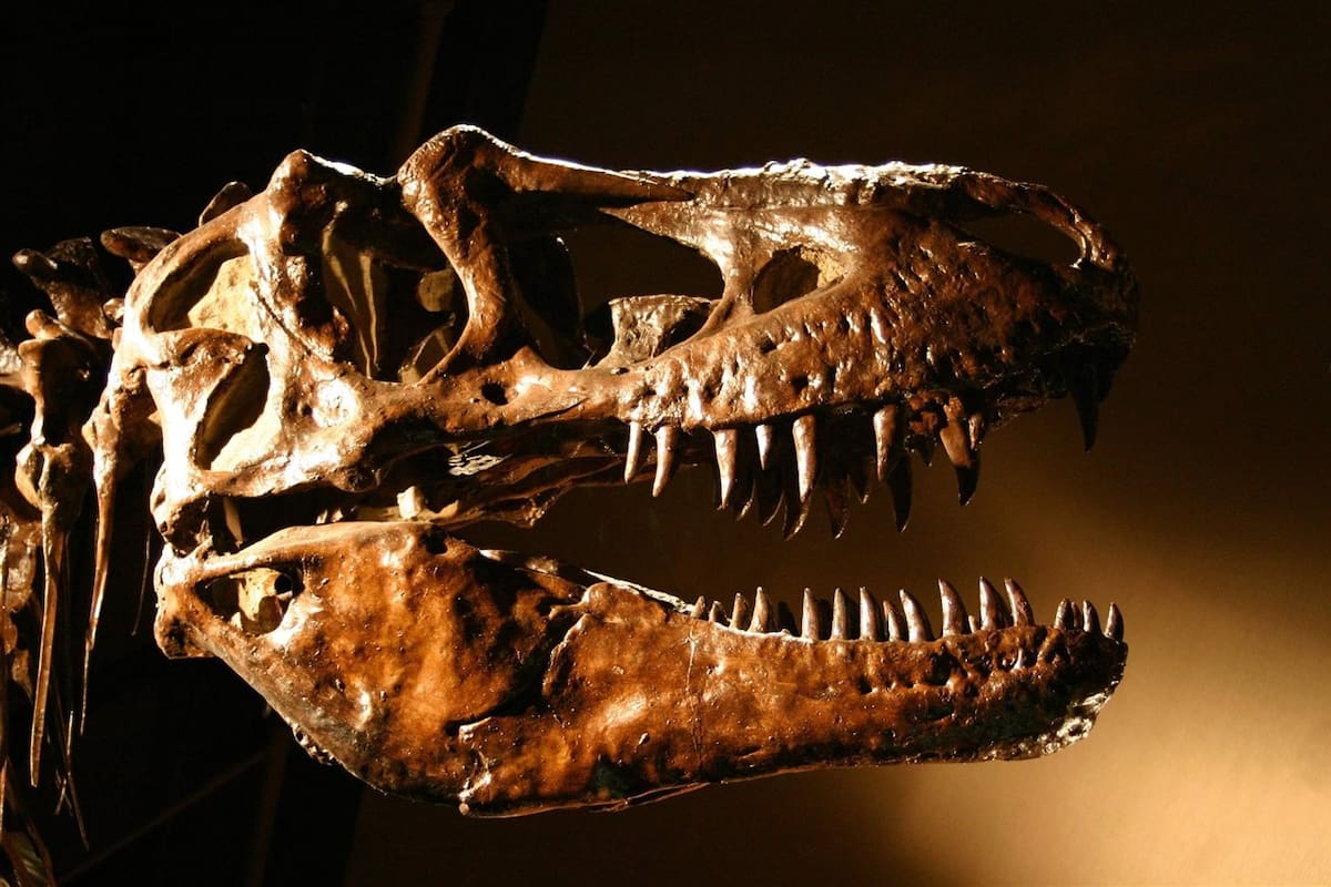 Un nuevo estudio científico encontró evidencias de que el Tyrannosaurus rex tenía sangre caliente y una temperatura corporal cercana a los 36,3 grados Celsius.