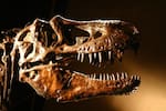 El Tyrannosaurus rex era de sangre caliente y sus dientes revelan su temperatura corporal