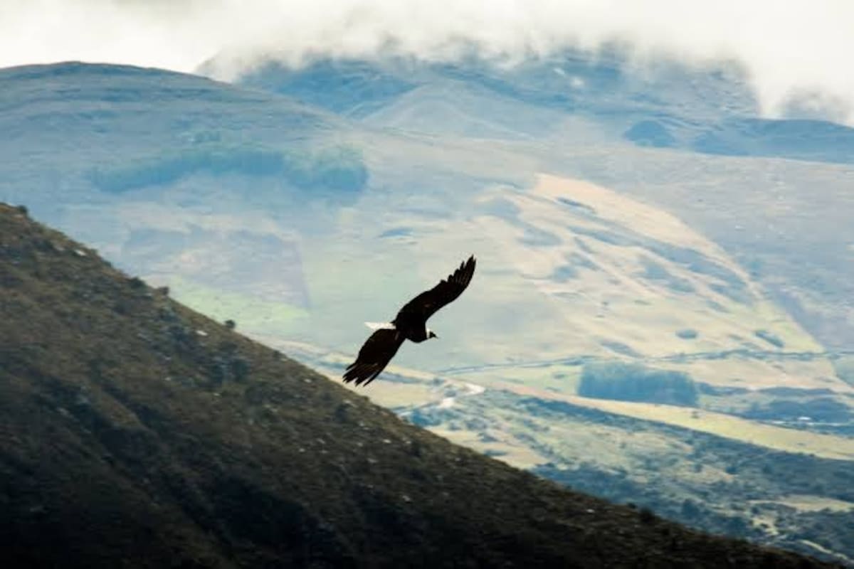 Tras el vuelo del cóndor por las montañas de Cerrito. (Fotos suministrada / VANGUARDIA)
