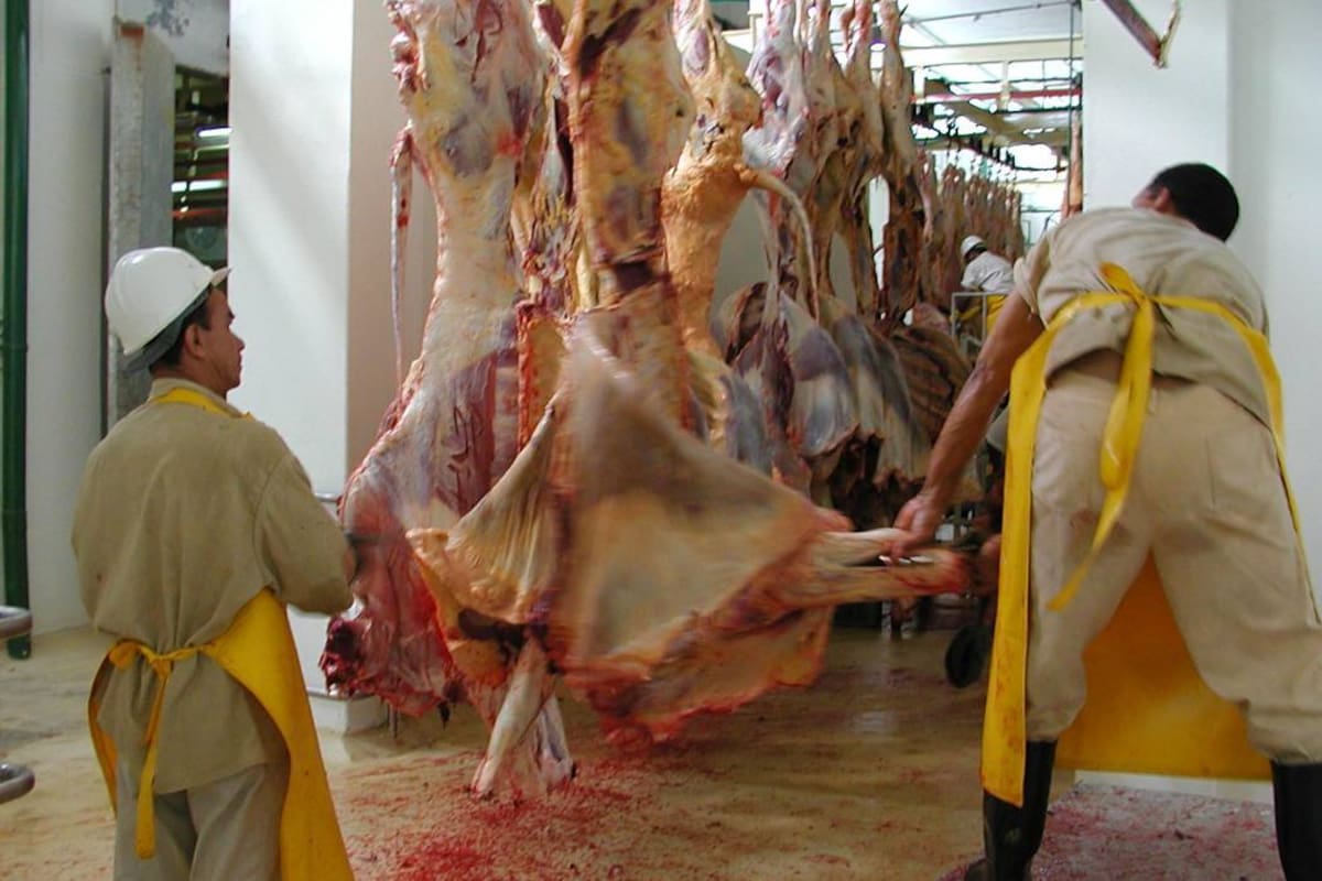 Expendedores de carne del corregimiento El Centro adelantan un proyecto para que en el centro poblado barranqueño se construya un matadero de ganado legal. (Foto: Archivo/VANGUARDIA LIBERAL)