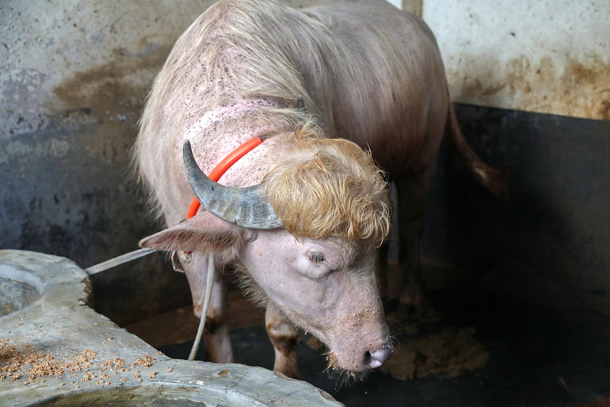 Un búfalo se encuentra en la granja agrícola Rabeya Agro Farm, en el distrito de Narayangonj, en las afueras de Dhaka, Bangladesh, el 19 de mayo de 2026. El búfalo albino de 700 kg, llamado Donald Trump, se ha convertido en una sensación viral, atrayendo a multitudes de visitantes a la granja de ganado por su peinado y apariencia que, según los lugareños, se asemeja a la del presidente de los Estados Unidos. (Búfalo) EFE/EPA/MONIRUL ALAM