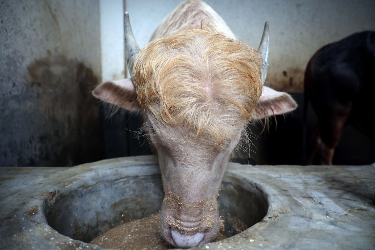 Un búfalo come en la granja agrícola Rabeya Agro Farm, en el distrito de Narayangonj, en las afueras de Dhaka, Bangladesh, el 19 de mayo de 2026. El búfalo albino de 700 kg, llamado Donald Trump, se ha convertido en una sensación viral, atrayendo a multitudes de visitantes a la granja de ganado por su peinado y apariencia que, según los lugareños, se asemeja a la del presidente de los Estados Unidos (Búfalo) EFE/EPA/MONIRUL ALAM