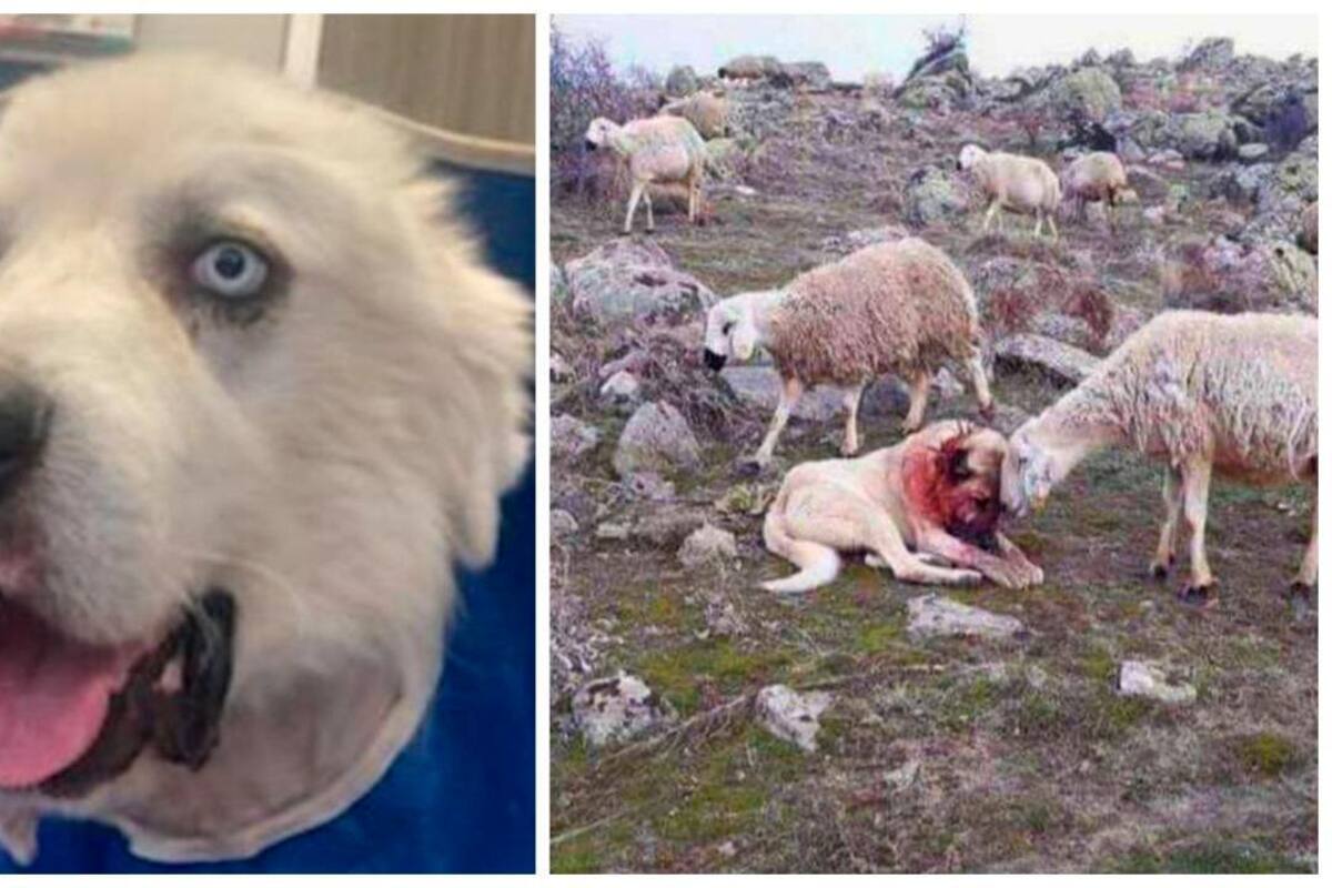 La mascota desapareció dos días de su vivienda. Internet / VANGUARDIA