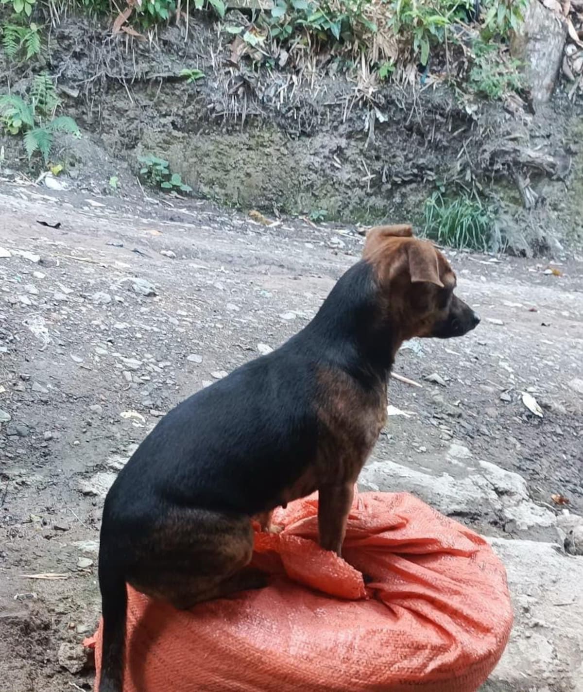 Un hombre de 32 años cobijado con medida de aseguramiento en San Vicente de Chucurí. | Foto: Suministrado / Vanguardia