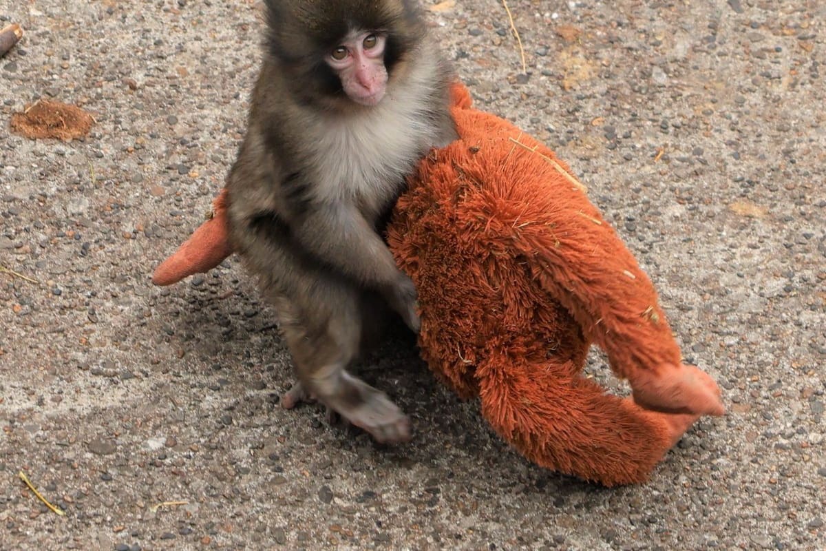 Un pequeño macaco japonés abandonado al nacer en el zoológico de la ciudad de Ichikawa, y que desde entonces no se separa de un peluche que se ha convertido en una madre improvisada, ha conquistado la atención del público en Japón y de las redes sociales. Punch, de solo siete meses, se ha convertido en el protagonista del recinto después de que su imagen diera la vuelta al mundo, dijo a EFE un portavoz del centro, Takashi Yasunaga, y cada día miles de personas se acercan al zoo a seguir su día a día. EFE/ Zoológico De La Ciudad Japonesa De Ichikawa SOLO USO EDITORIAL/SOLO DISPONIBLE PARA ILUSTRAR LA NOTICIA QUE ACOMPAÑA (CRÉDITO OBLIGATORIO)