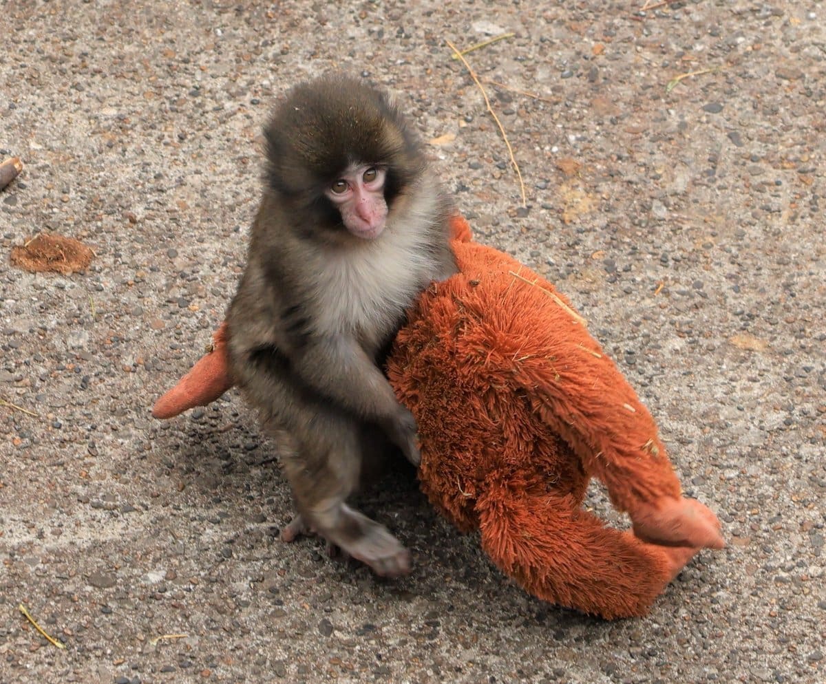 Un pequeño macaco japonés abandonado al nacer en el zoológico de la ciudad de Ichikawa, y que desde entonces no se separa de un peluche que se ha convertido en una madre improvisada, ha conquistado la atención del público en Japón y de las redes sociales. Punch, de solo siete meses, se ha convertido en el protagonista del recinto después de que su imagen diera la vuelta al mundo, dijo a EFE un portavoz del centro, Takashi Yasunaga, y cada día miles de personas se acercan al zoo a seguir su día a día. EFE/ Zoológico De La Ciudad Japonesa De Ichikawa SOLO USO EDITORIAL/SOLO DISPONIBLE PARA ILUSTRAR LA NOTICIA QUE ACOMPAÑA (CRÉDITO OBLIGATORIO)
