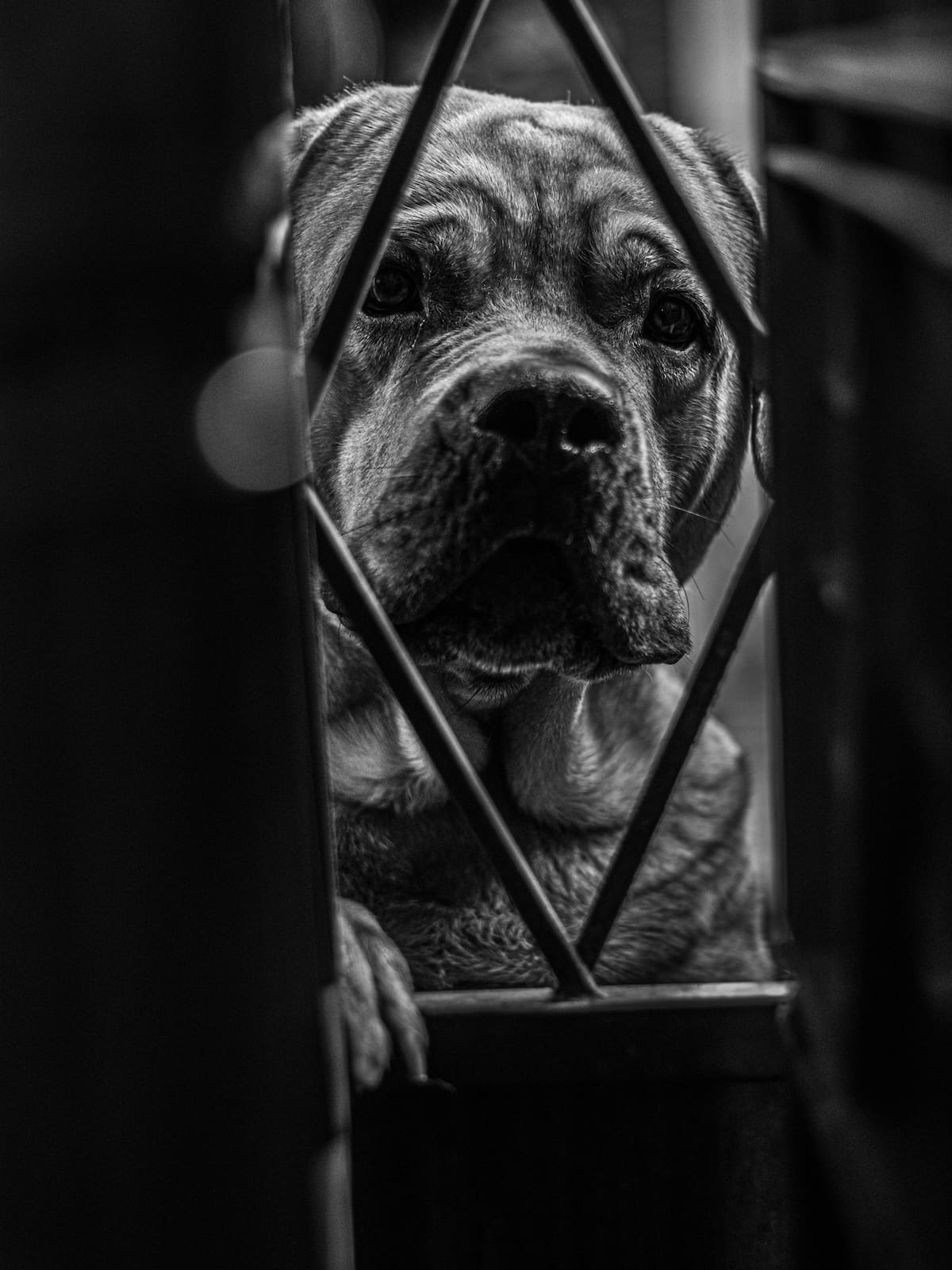 Un perro guardián observa desde el exterior de la fábrica, donde el trabajo diario convive con dinámicas familiares. / Foto tomada por Selene Valencia
