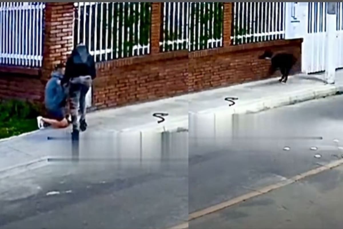 Un perro se enfrentó a un ladrón armado y evitó un robo en el sur de Bogotá. | Foto: Tomada de Video.