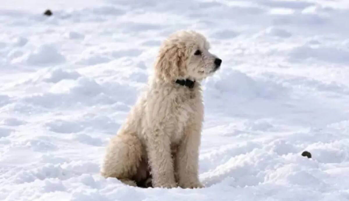 Una avalancha arrastró a dos montañistas y provocó la desaparición de la perrita