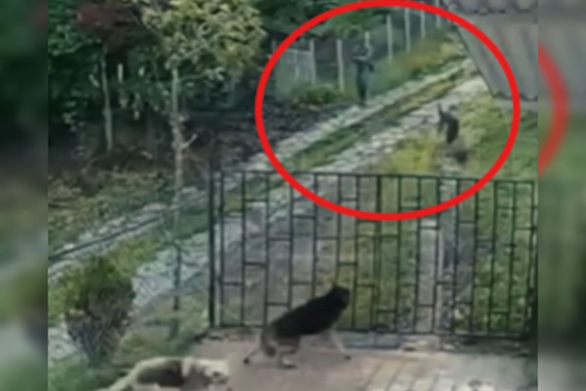 Una cámara de seguridad registró el momento en que un hombre le disparó varias veces a un perro en la vereda San Lorenzo, en San Benito, Santander.