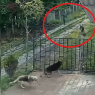 Indignación en Santander: hombre mató a tiros a un perro por presunta intolerancia entre vecinos