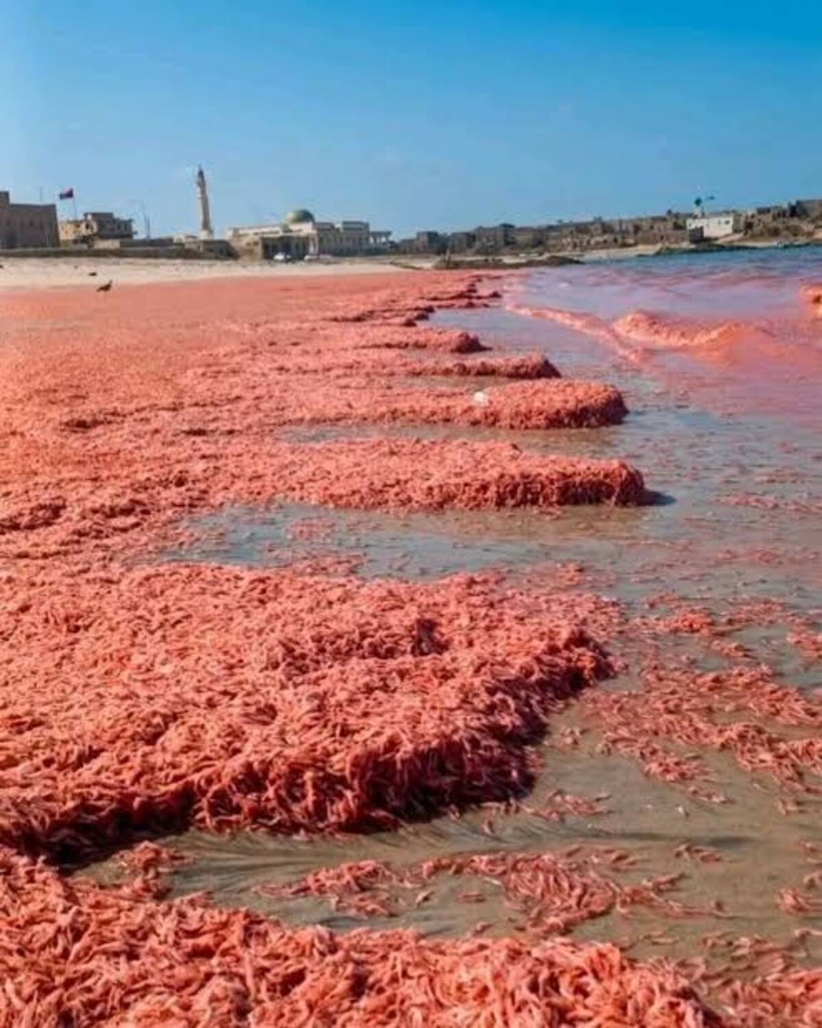 Fenómeno natural tiñe de rojo las costas de Omán por muerte masiva de camarones.