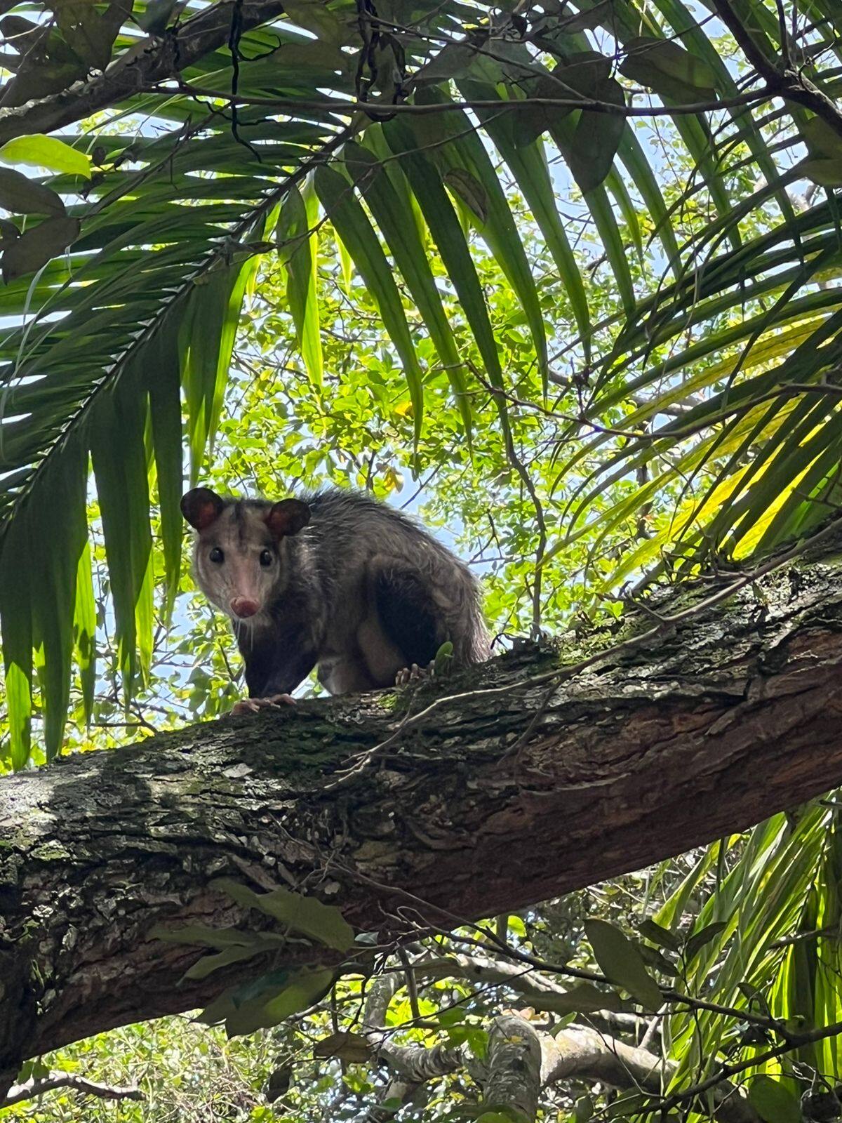 Especies animales en la Unab.