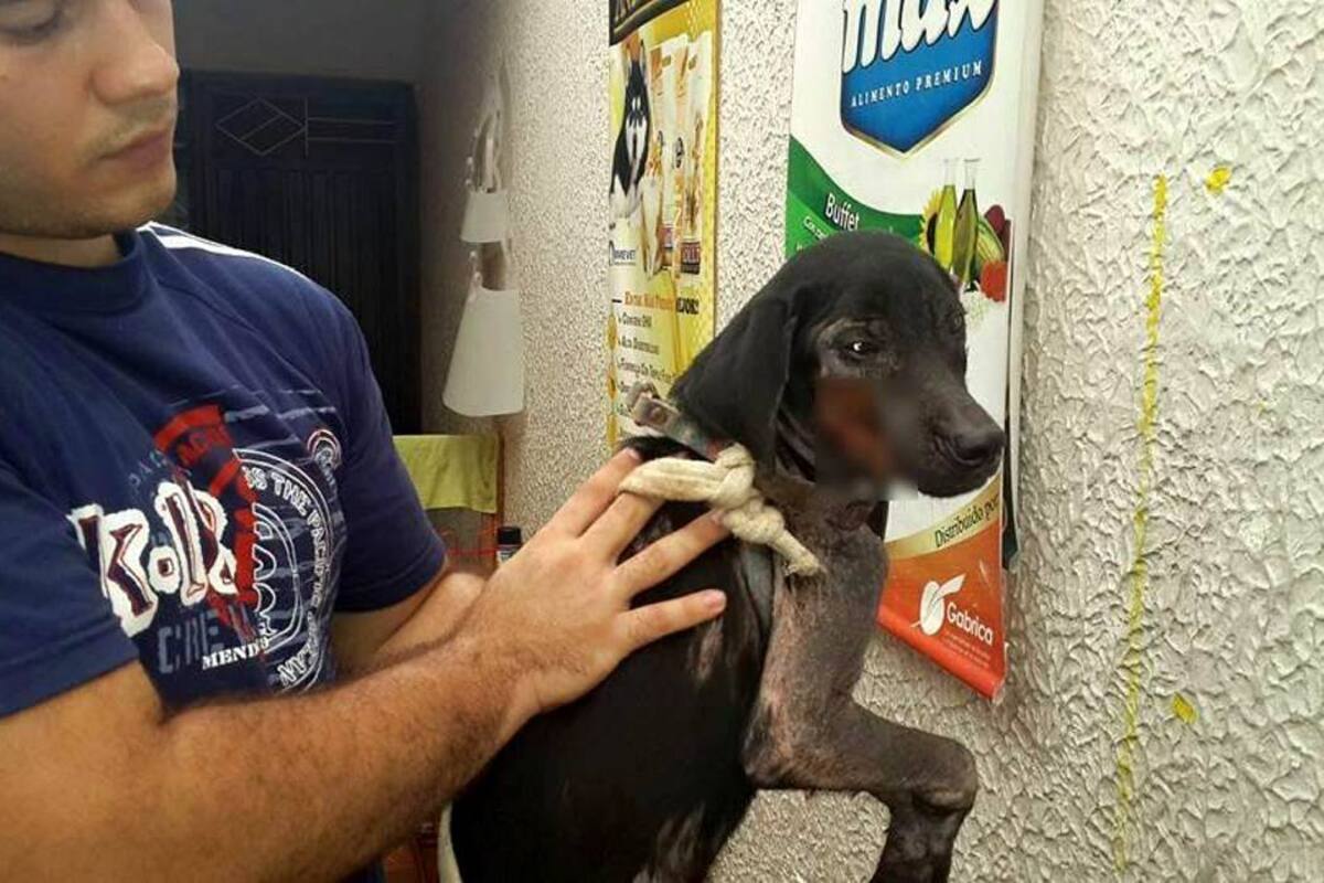 Actualmente se tramita en el Congreso un proyecto que busca aumentar las sanciones contra los agresores de animales. (Foto: Suministrada / VANGUARDIA LIBERAL)