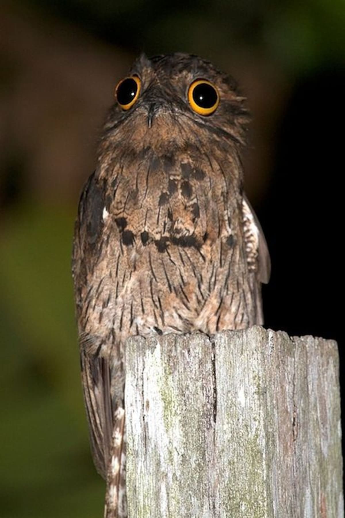 El urutaú pertenece al género Nyctibius y habita en distintas regiones de América Latina.
