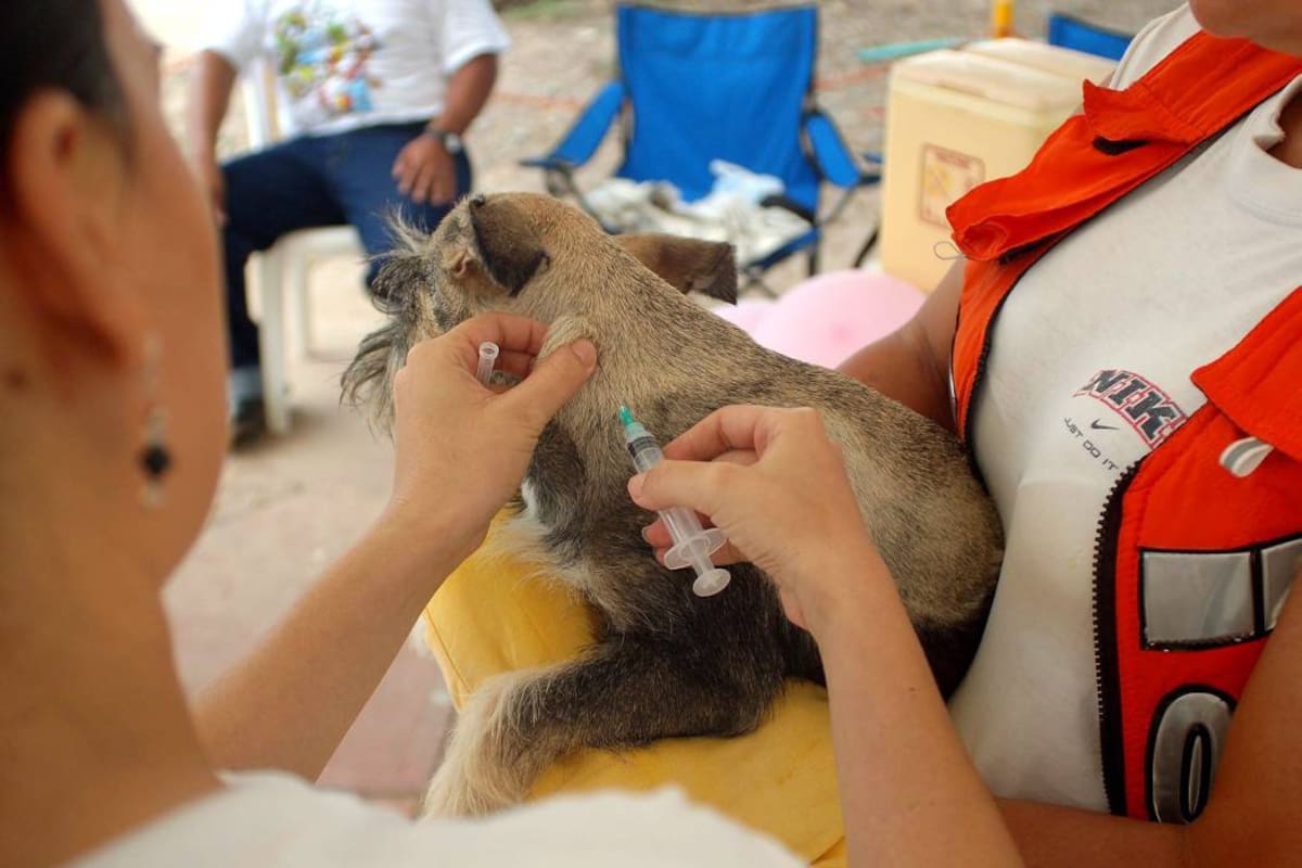La jornada de la Secretaría de Salud Ambiental pretende inmunizar a una población de al menos 12.000 perros y gatos. Un agente de Policía estará apoyando la labor en cada punto de vacunación. (Foto: Archivo/VANGUARDIA LIBERAL)