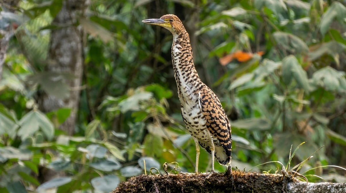 Por primera vez, se registró un vaco cabecinegro o garza tigre lineada en el Alto de San Miguel en el Valle de Aburrá. @FicoGutierrez