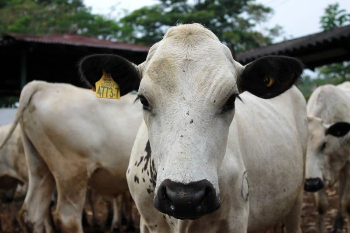 La actualización catastral en Colombia ha caído en un error de concepto que amenaza con quebrar la despensa del país: tasar la tierra por su valor inmobiliario y no por su capacidad productiva.