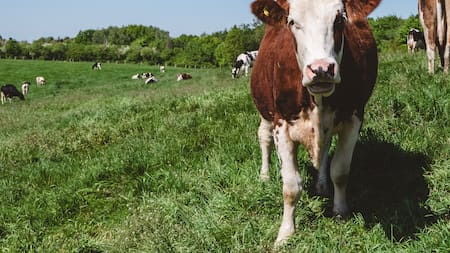 Valorización catastral y ganadería: el campo paga más, pero recibe menos