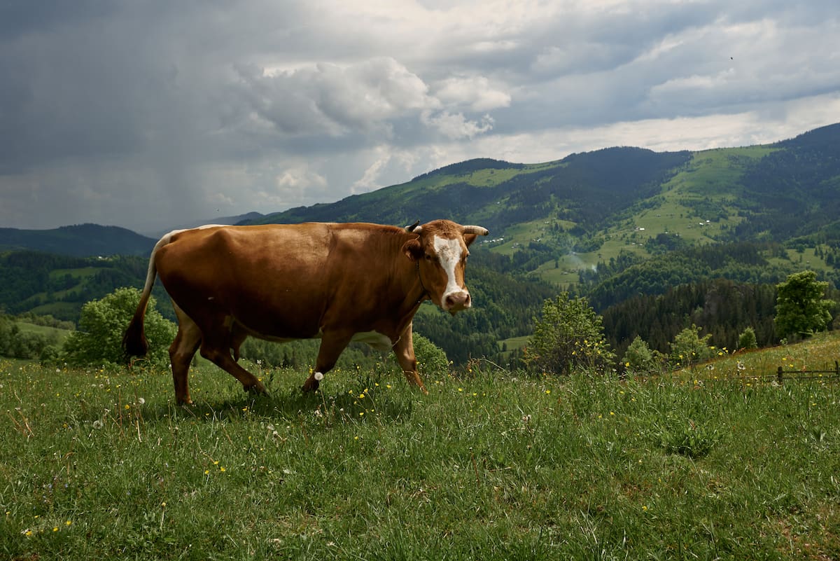 La actualización catastral en Colombia ha caído en un error de concepto que amenaza con quebrar la despensa del país: tasar la tierra por su valor inmobiliario y no por su capacidad productiva.