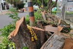 Vanguardia en los barrios: árboles que ponen en riesgo a los habitantes