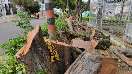 Vanguardia en los barrios: árboles que ponen en riesgo a los habitantes