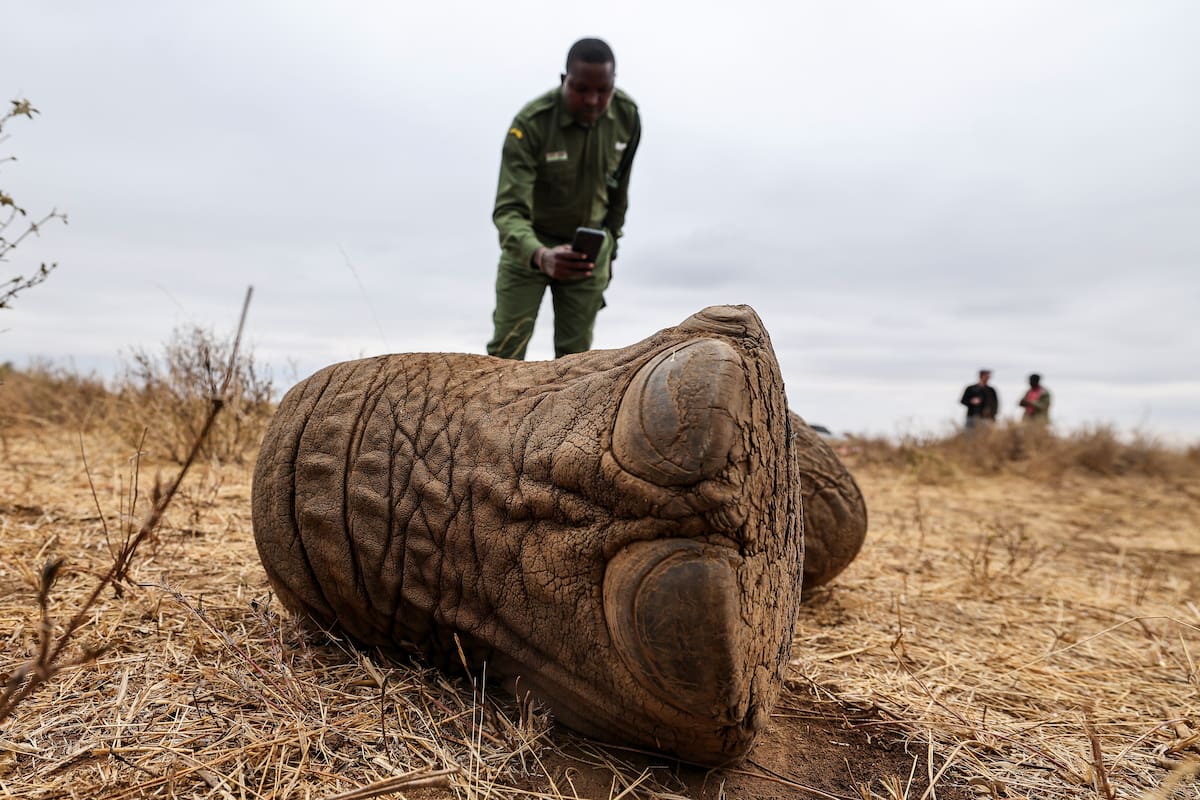Lesidai Kipelian, guardabosques comunitario del rancho colectivo Olgulului-Ololarashi, fotografía los restos de Genghis Khan, un elefante macho de 11 años, en la reserva comunitaria Kitenden B, en las afueras del Parque Nacional de Amboseli este miércoles, en el condado de Kajiado (Kenia). Genghis Khan fue uno de los al menos 20 elefantes que han muerto en el ecosistema de Amboseli desde junio tras presentar síntomas similares, entre ellos una parálisis parcial. EFE/EPA/DANIEL IRUNGU/ ATENCIÓN EDITORES: CONTENIDO GRÁFICO EXPLÍCITO