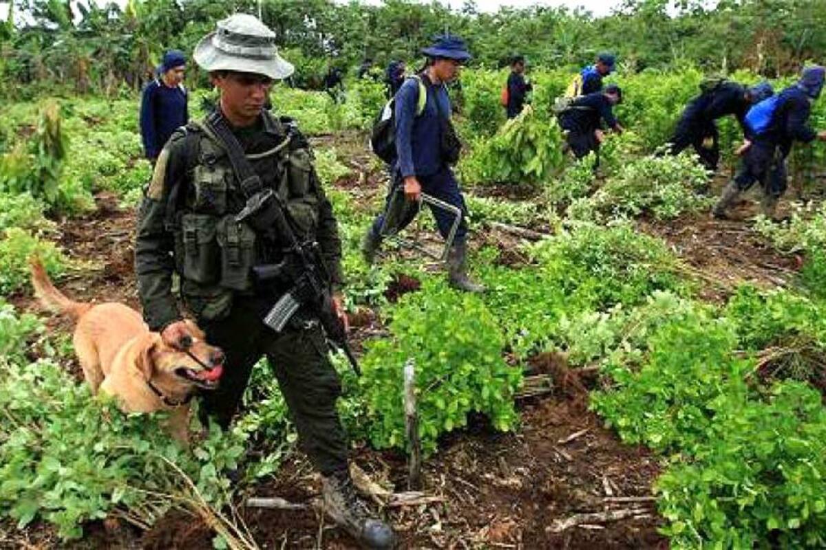 Colombia ha venido recurriendo a la sustitución voluntaria y la erradicación forzosa, pero los cultivos ilícitos siguen aumentado. (Foto: Archivo EFE / VANGUARDIA LIBERAL)