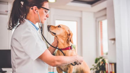 ¿Qué es el microbioma y por qué es tan importante para las mascotas?