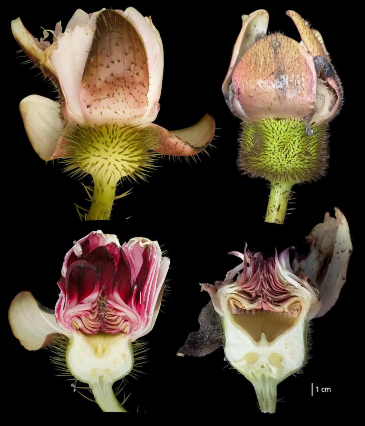 Taxonomías de las flores de la Victoria amazonica (izquierda) y la Victoria colombiana (derecha), publicadas en octubre de 2026. Foto: Revista científica Phytotaxa