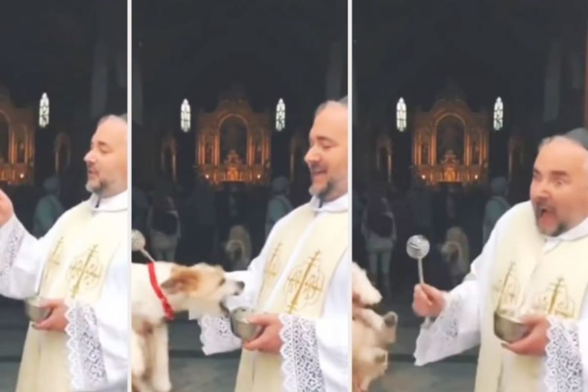 Perrito sorprende a sacerdote con una mordida durante bendición de mascotas.