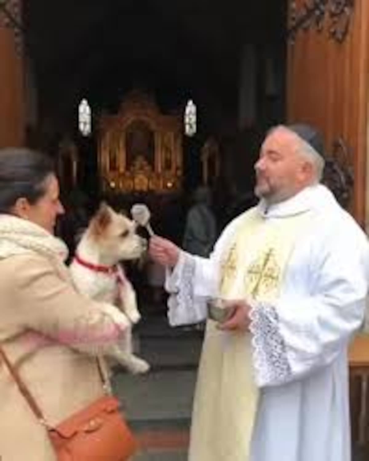 Día de San Antón: un perro interrumpe la bendición con un intento de mordida.