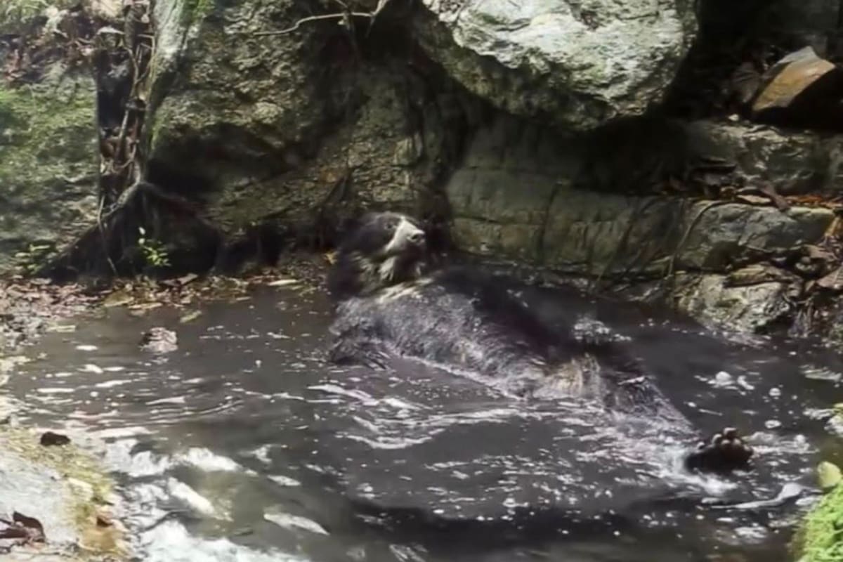El video viral de un oso de anteojos disfrutando de un chapuzón.